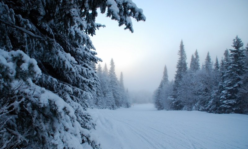 Обои деревья, снег, зима, trees, snow, winter разрешение 2560x1600 Загрузить