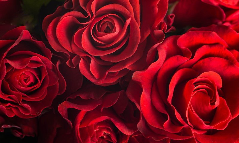 Обои цветы, розы, лепестки, красные розы, flowers, roses, petals, red roses разрешение 1920x1200 Загрузить