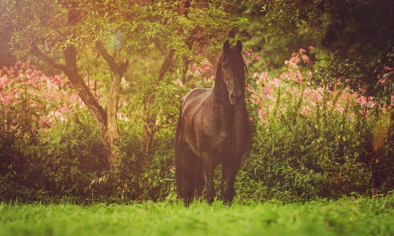 Обои лошадь, природа, конь, грива, фриз, вороной, фризская лошадь, horse, nature, mane, frieze, crow, friesian horse разрешение 1920x1200 Загрузить