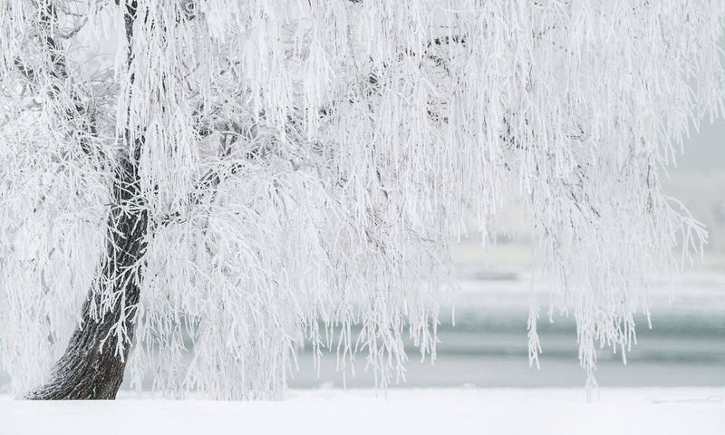 Обои природа, дерево, зима, иней, береза, nature, tree, winter, frost, birch разрешение 2880x1800 Загрузить