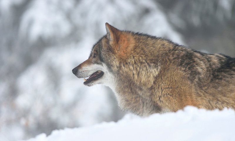 Обои морда, снег, зима, взгляд, хищник, профиль, волк, face, snow, winter, look, predator, profile, wolf разрешение 1920x1200 Загрузить