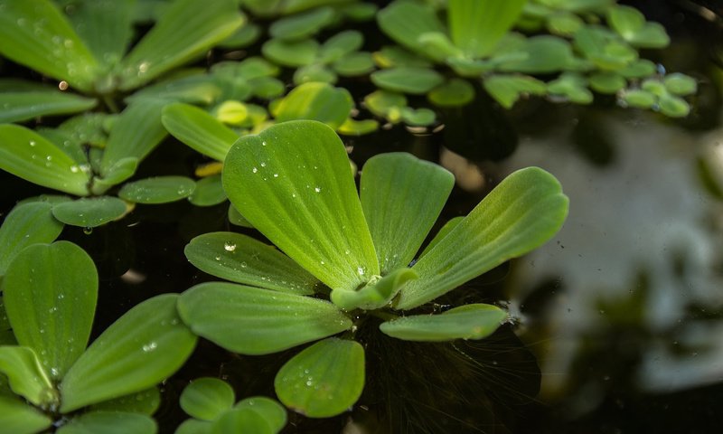 Обои макро, капли, пруд, растение, пистия, водный салат, macro, drops, pond, plant, piste, water lettuce разрешение 1920x1200 Загрузить