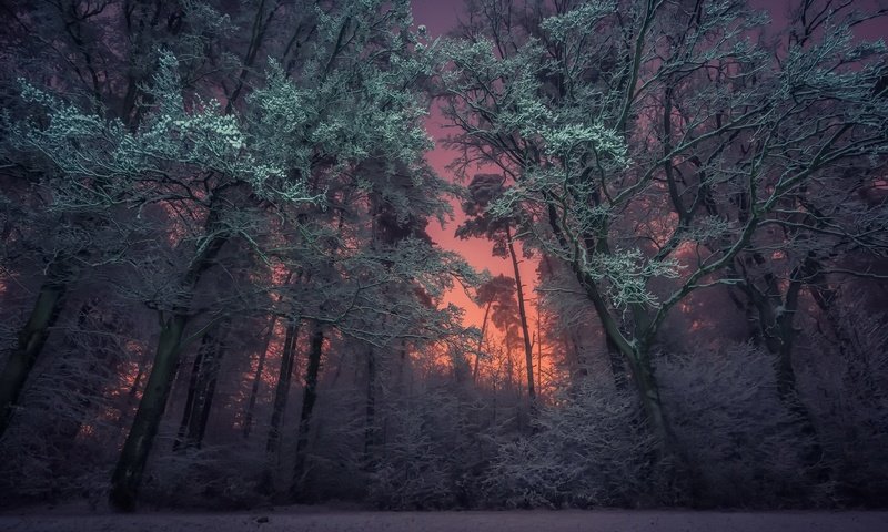 Обои ночь, деревья, природа, лес, зима, night, trees, nature, forest, winter разрешение 1920x1200 Загрузить