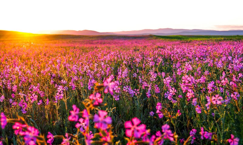 Обои цветы, природа, утро, поле, горизонт, рассвет, flowers, nature, morning, field, horizon, dawn разрешение 1920x1080 Загрузить