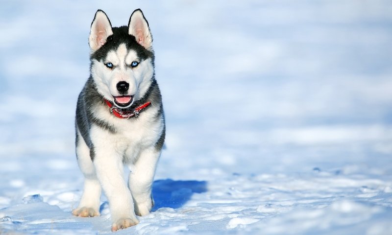 Обои снег, зима, мордочка, взгляд, собака, щенок, хаски, snow, winter, muzzle, look, dog, puppy, husky разрешение 1920x1200 Загрузить
