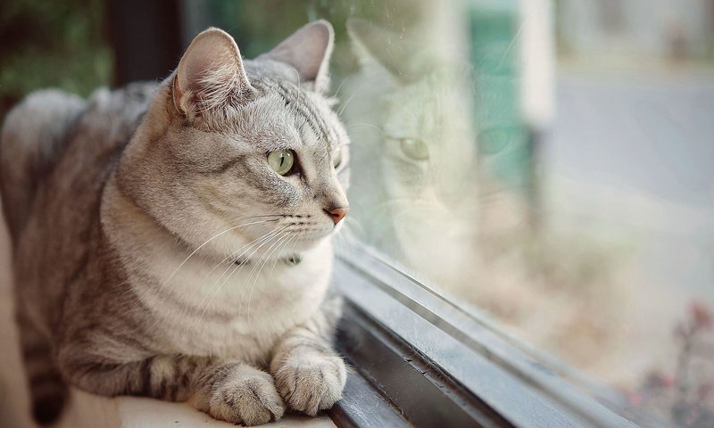 Обои глаза, фон, кот, усы, кошка, взгляд, окно, eyes, background, cat, mustache, look, window разрешение 1920x1200 Загрузить