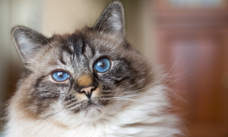 Обои глаза, фон, кот, усы, кошка, взгляд, eyes, background, cat, mustache, look разрешение 1920x1200 Загрузить