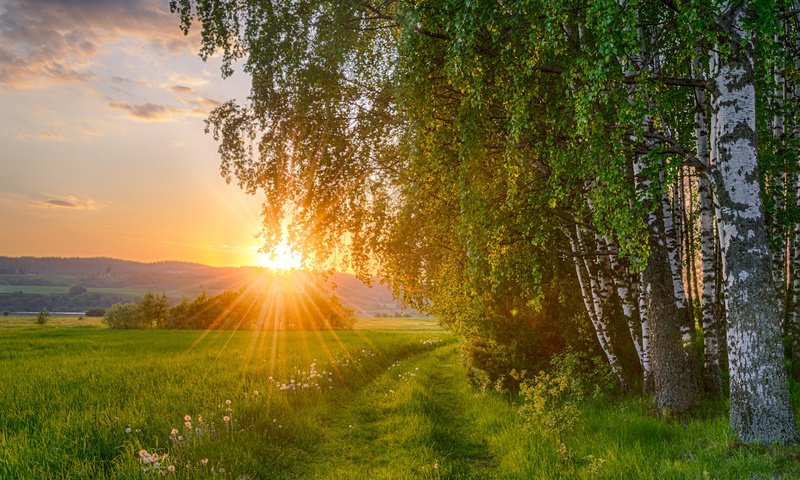 Обои солнце, природа, лес, закат, поле, березы, the sun, nature, forest, sunset, field, birch разрешение 1920x1200 Загрузить