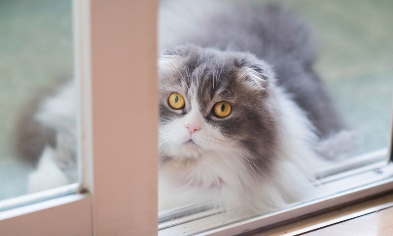 Обои кот, мордочка, кошка, взгляд, окно, пушистая, шотландская, вислоухая, желтые глаза, yellow eyes, cat, muzzle, look, window, fluffy, scottish, fold разрешение 2880x1800 Загрузить