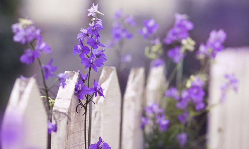 Обои цветы, макро, забор, фиолетовые, дельфиниум, flowers, macro, the fence, purple, delphinium разрешение 1920x1200 Загрузить