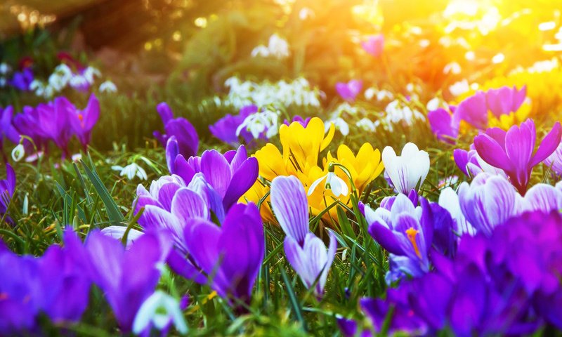 Обои цветы, весна, крокусы, flowers, spring, crocuses разрешение 1920x1200 Загрузить