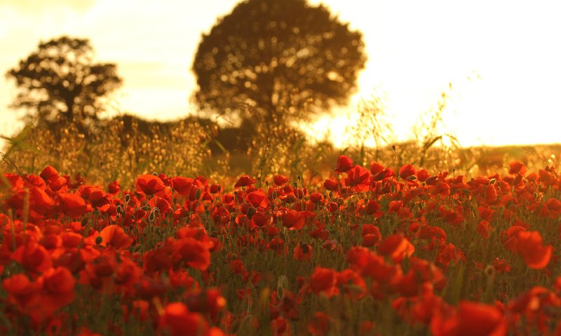 Обои цветы, природа, поле, маки, flowers, nature, field, maki разрешение 3840x2400 Загрузить