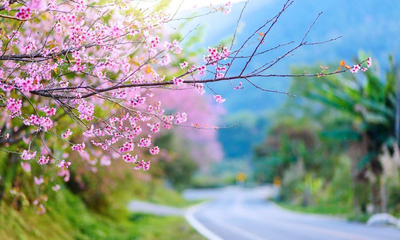 Обои природа, цветение, весна, сакура, nature, flowering, spring, sakura разрешение 1920x1200 Загрузить