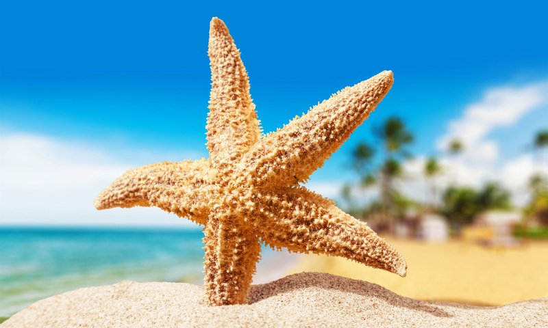 Обои макро, песок, пляж, морская звезда, macro, sand, beach, starfish разрешение 1920x1200 Загрузить