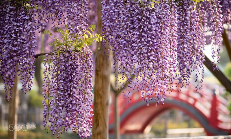 Обои цветы, цветение, весна, глициния, вистерия, flowers, flowering, spring, wisteria разрешение 1920x1200 Загрузить