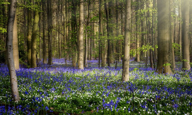 Обои цветы, природа, лес, весна, jean dujardin, flowers, nature, forest, spring разрешение 1920x1080 Загрузить