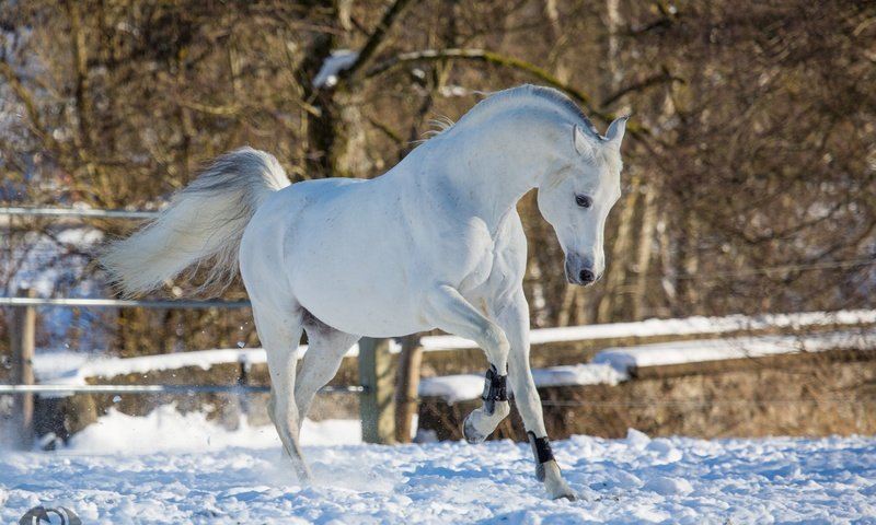 Обои лошадь, снег, зима, конь, бег, грация, (с) oliverseitz, horse, snow, winter, running, grace, (c) oliverseitz разрешение 2880x1800 Загрузить