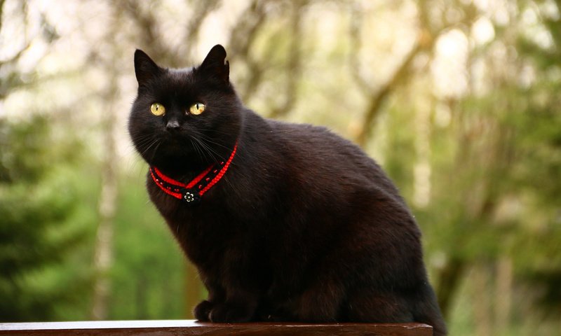 Обои глаза, фон, кот, усы, кошка, взгляд, кот.черный, eyes, background, cat, mustache, look, cat.black разрешение 1920x1200 Загрузить