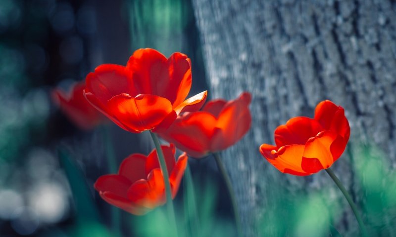 Обои цветы, природа, дерево, весна, тюльпаны, ствол, flowers, nature, tree, spring, tulips, trunk разрешение 2880x1800 Загрузить