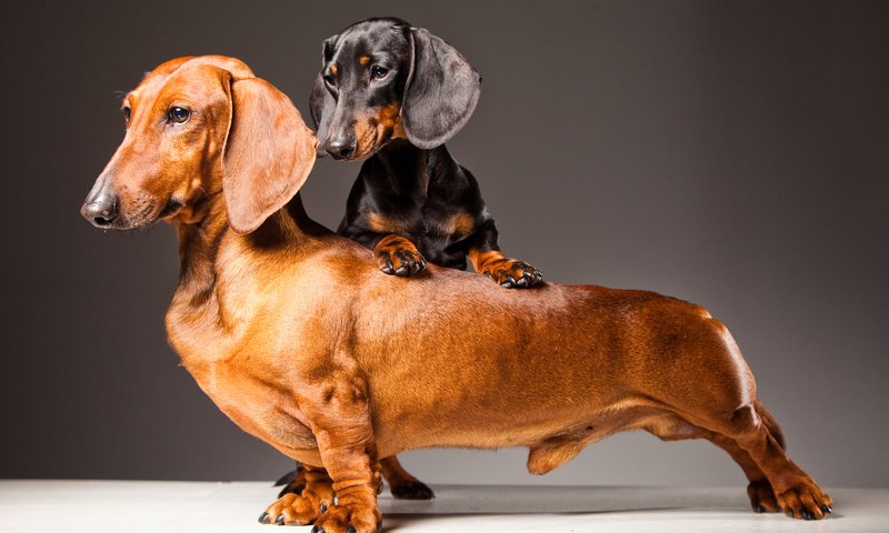 Обои уши, такса, собаки, irina danilova, таксы, ears, dachshund, dogs, fees разрешение 1920x1200 Загрузить