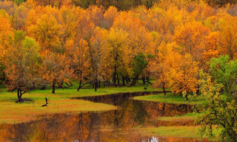 Обои деревья, река, природа, лес, пейзаж, осень, trees, river, nature, forest, landscape, autumn разрешение 1920x1200 Загрузить