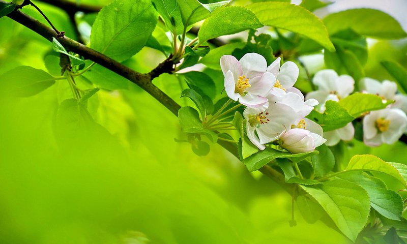 Обои цветы, ветка, цветение, листья, весна, яблоня, flowers, branch, flowering, leaves, spring, apple разрешение 1920x1200 Загрузить