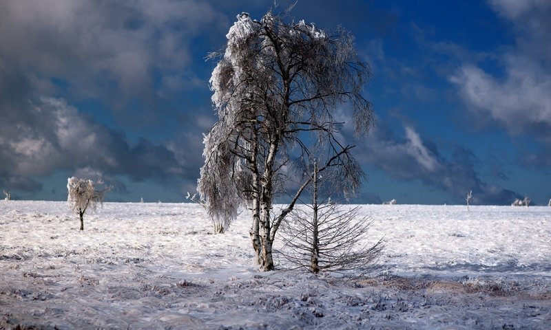 Обои небо, облака, деревья, природа, зима, пейзаж, the sky, clouds, trees, nature, winter, landscape разрешение 2560x1600 Загрузить