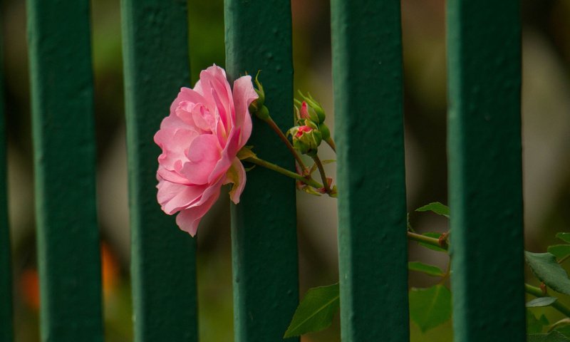 Обои цветок, роза, лепестки, забор, flower, rose, petals, the fence разрешение 1920x1200 Загрузить