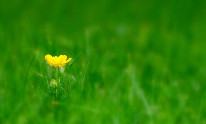 Обои трава, цветок, луг, полянка, grass, flower, meadow, clearing разрешение 1920x1200 Загрузить