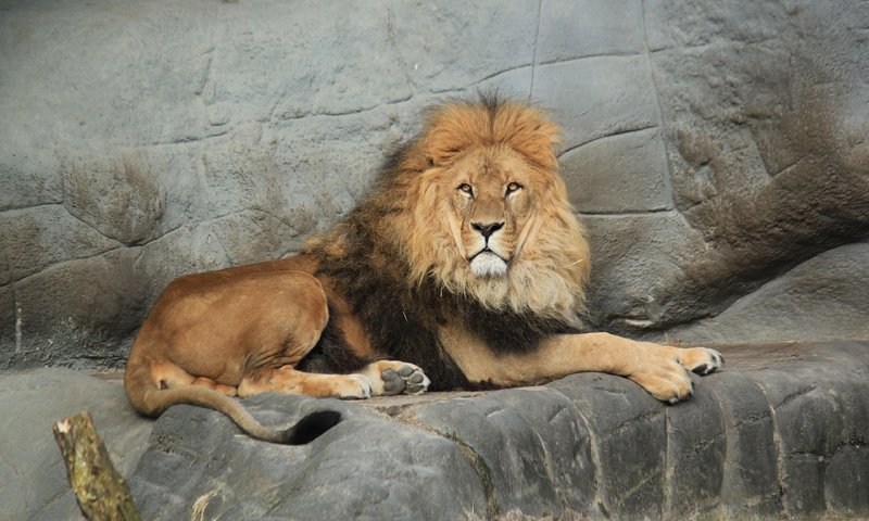 Обои хищник, большая кошка, лев, predator, big cat, leo разрешение 3840x2400 Загрузить