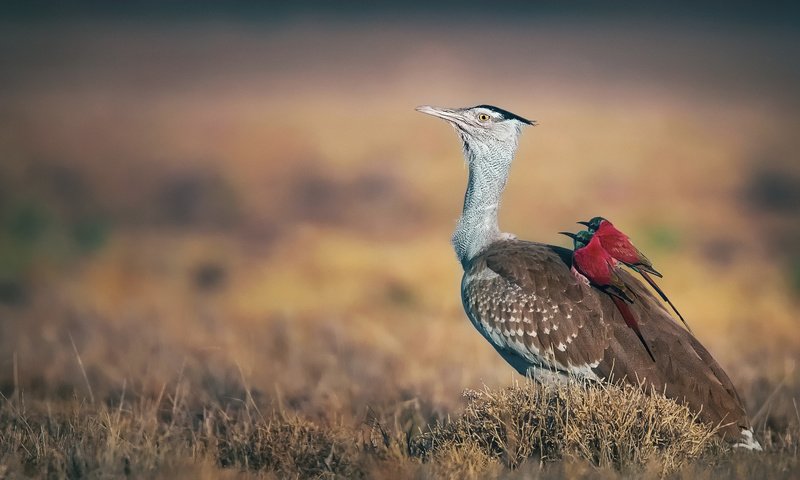 Обои птицы, клюв, перья, щурка, дрофа, birds, beak, feathers, schurka, bustard разрешение 2048x1215 Загрузить