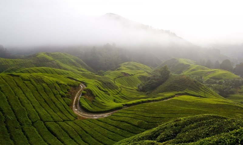 Обои трава, горы, холмы, природа, туман, малайзия, камерон-хайлендс, grass, mountains, hills, nature, fog, malaysia, cameron highlands разрешение 1920x1200 Загрузить