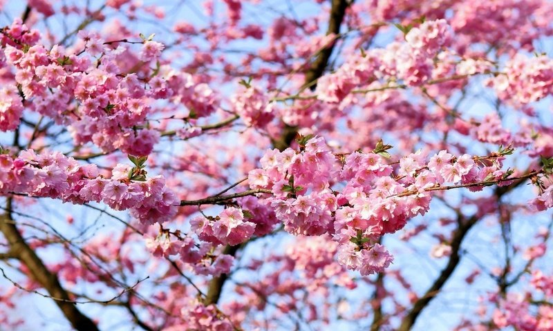 Обои небо, цветы, природа, цветение, ветки, весна, вишня, сакура, the sky, flowers, nature, flowering, branches, spring, cherry, sakura разрешение 2225x1148 Загрузить