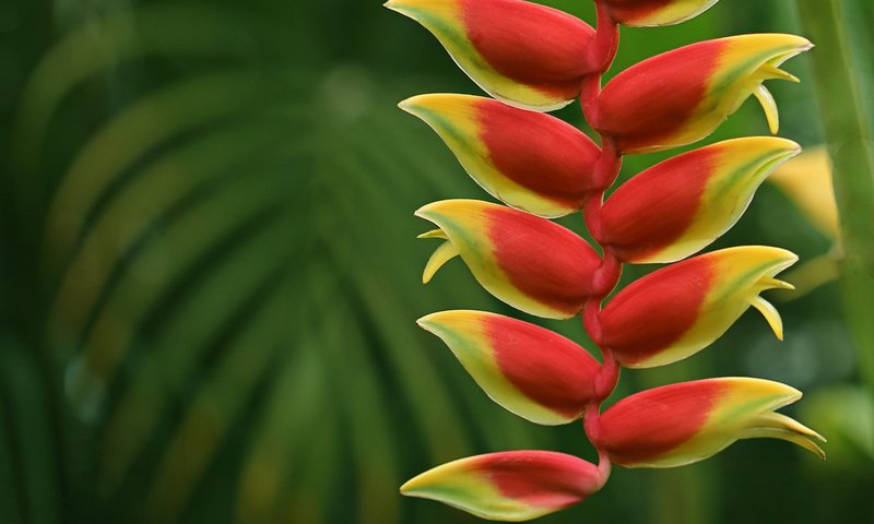 Обои цветы, природа, макро, соцветие, геликония, flowers, nature, macro, inflorescence, heliconia разрешение 2048x1365 Загрузить