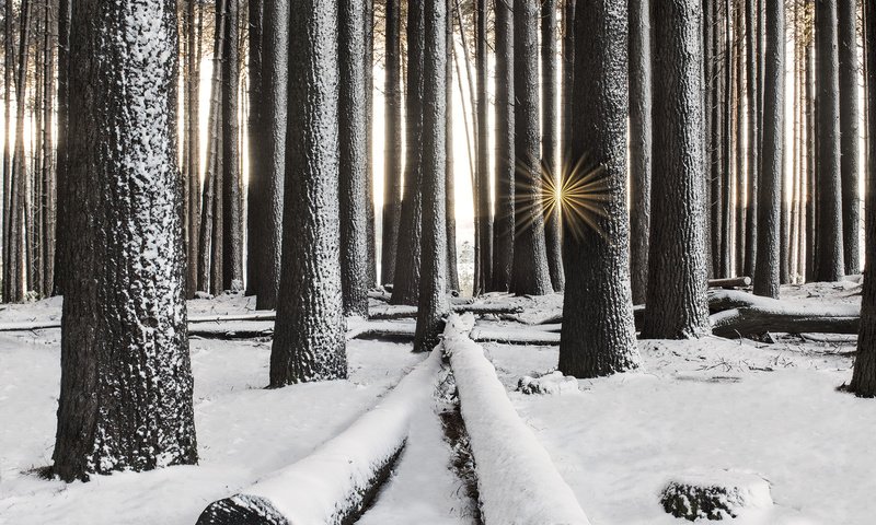 Обои деревья, снег, лес, зима, лучи солнца, стволы, trees, snow, forest, winter, the rays of the sun, trunks разрешение 2000x1335 Загрузить