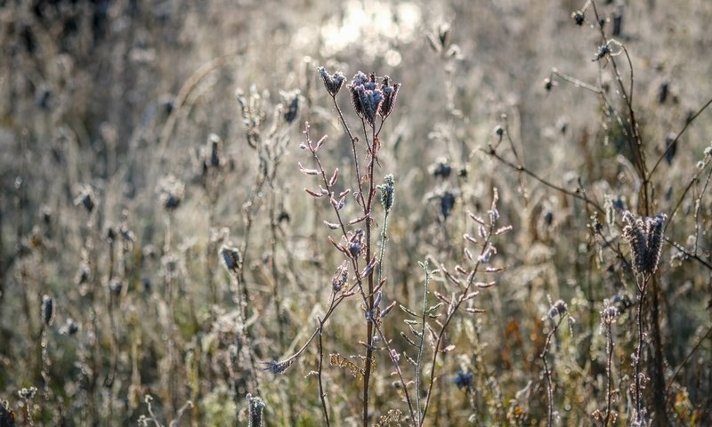 Обои цветы, трава, природа, растения, сухие, flowers, grass, nature, plants, dry разрешение 4896x3264 Загрузить