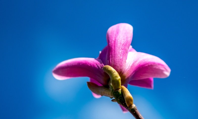 Обои небо, цветение, макро, весна, розовый, растение, стебель, магнолия, the sky, flowering, macro, spring, pink, plant, stem, magnolia разрешение 6000x4000 Загрузить