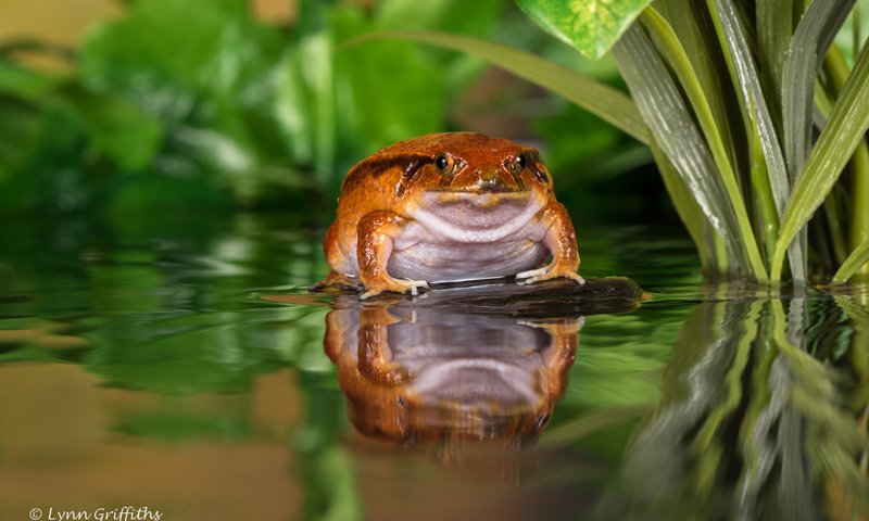 Обои вода, отражение, лягушка, пруд, жаба, water, reflection, frog, pond, toad разрешение 5464x3648 Загрузить