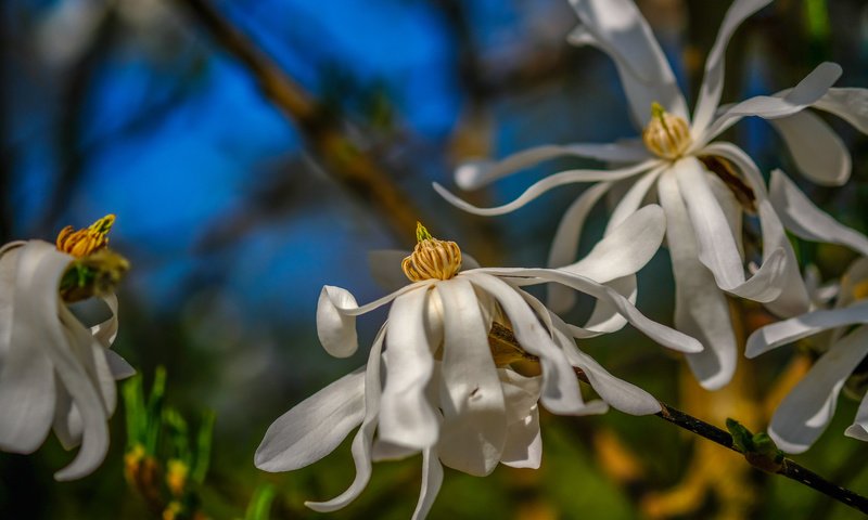 Обои цветы, цветение, весна, белые, магнолия, flowers, flowering, spring, white, magnolia разрешение 6000x4000 Загрузить