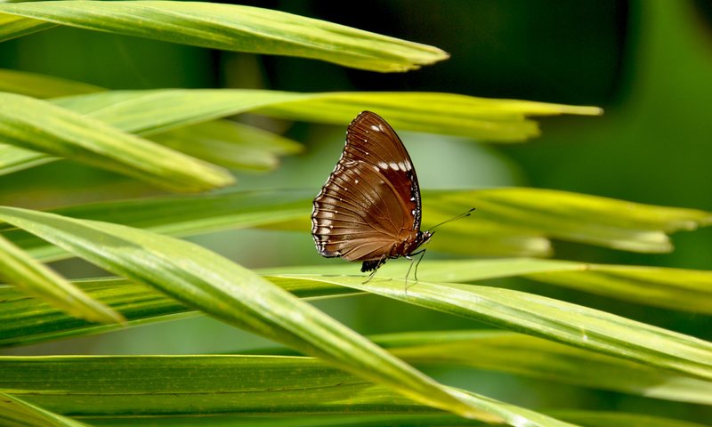 Обои трава, макро, насекомое, бабочка, крылья, лунная бабочка, hypolimnus bolin, grass, macro, insect, butterfly, wings разрешение 2560x1600 Загрузить