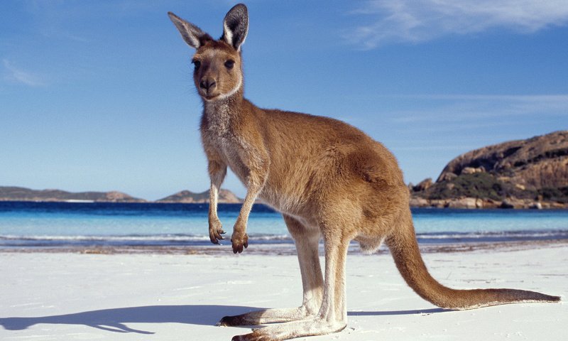 Обои песок, пляж, кенгуру, sand, beach, kangaroo разрешение 1920x1080 Загрузить