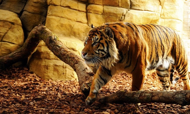 Обои тигр, морда, взгляд, хищник, дикая кошка, солнечный свет, tiger, face, look, predator, wild cat, sunlight разрешение 1920x1080 Загрузить