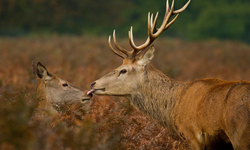 Обои растения, рога, олени, язык, поцелуй, дикая природа, plants, horns, deer, language, kiss, wildlife разрешение 2500x1667 Загрузить