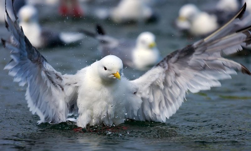 Обои вода, крылья, брызги, чайка, птица, клюв, перья, water, wings, squirt, seagull, bird, beak, feathers разрешение 2560x1665 Загрузить