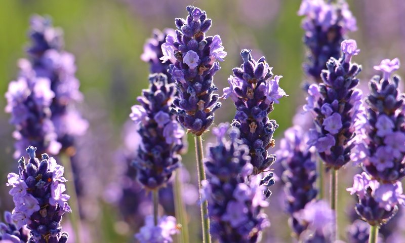 Обои цветы, макро, лаванда, flowers, macro, lavender разрешение 5184x3182 Загрузить