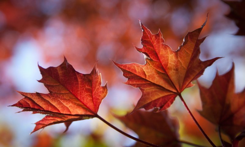 Обои природа, листья, листва, осень, клен, кленовый лист, крупным планом, nature, leaves, foliage, autumn, maple, maple leaf, closeup разрешение 6002x3812 Загрузить