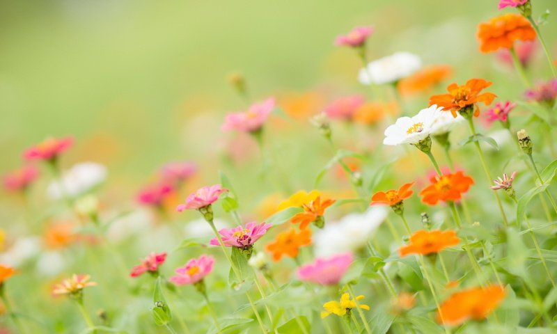 Обои цветы, лепестки, стебли, циния, цинии, flowers, petals, stems, tsiniya, zinnia разрешение 1920x1200 Загрузить