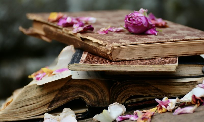 Обои цветы, розы, лепестки, книги, стопка, страницы, flowers, roses, petals, books, stack, page разрешение 6000x4000 Загрузить