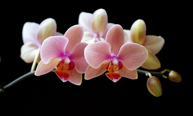 Обои цветы, лепестки, черный фон, орхидея, flowers, petals, black background, orchid разрешение 1920x1200 Загрузить