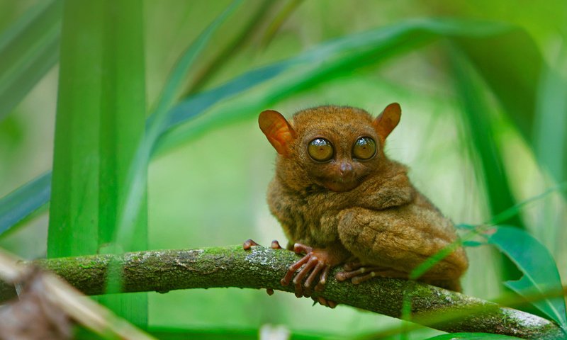 Обои глаза, ветка, мордочка, взгляд, долгопят, eyes, branch, muzzle, look, tarsier разрешение 1920x1080 Загрузить